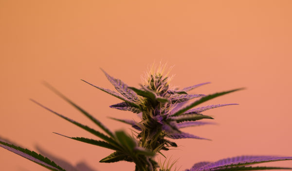 Die Vorteile von CBD in Gleitgel. Die Nutzpflanze Marihuana berauscht nicht und hat einen sehr geringen THC Gehalt. 